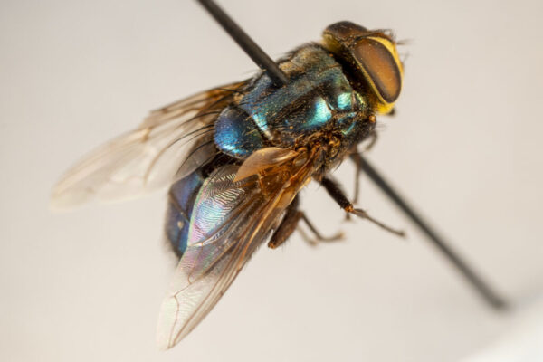 New World screwworm fly