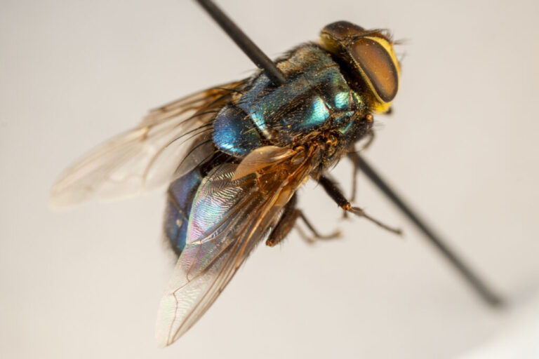 Flesh-eating screwworms head for American livestock