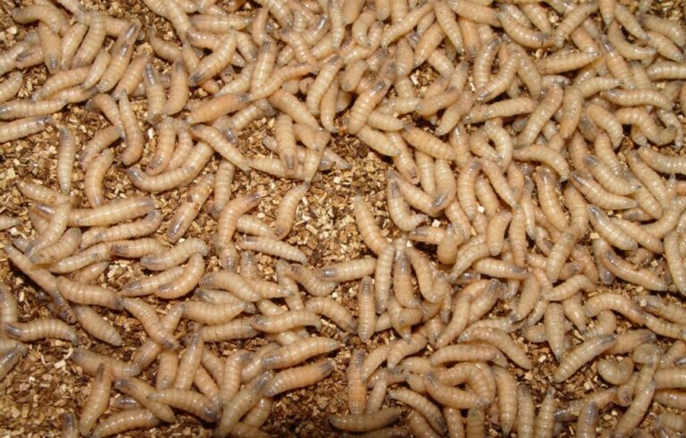 What you need to know about the flesh-eating New World screwworm